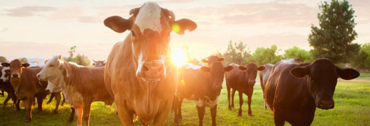 Weidegang gesetzlich vorgeschrieben