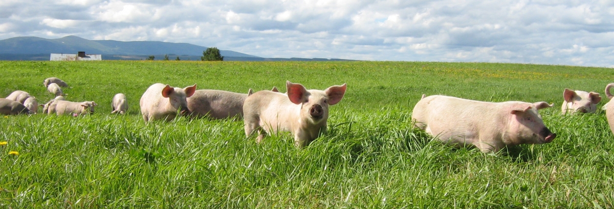 SWEDISCHE TIERSCHUTZ